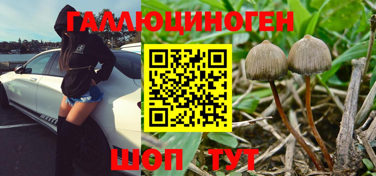 Псилоцибиновые грибы Psilocybine cubensis  Вход с VPN  Кисловодск 